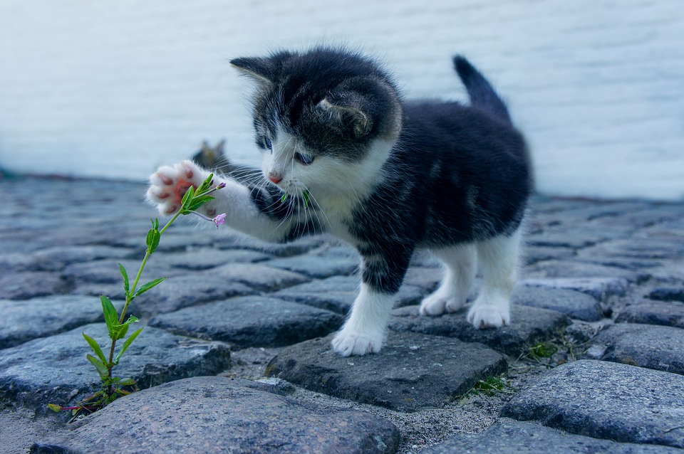 Les animaux de compagnie, pas toujours une bonne idée