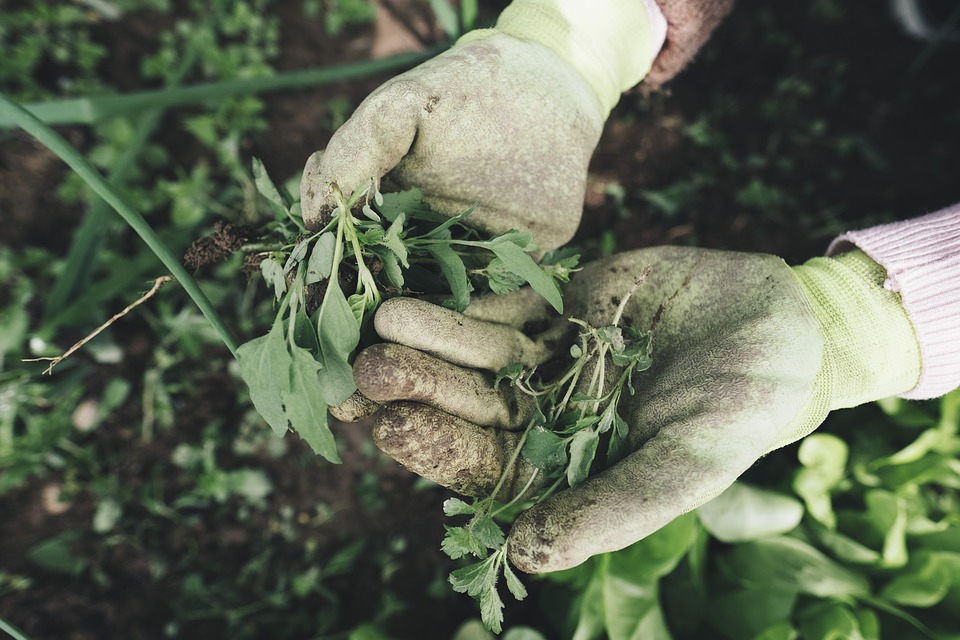 Les herbicides minéraux contre une planète saine