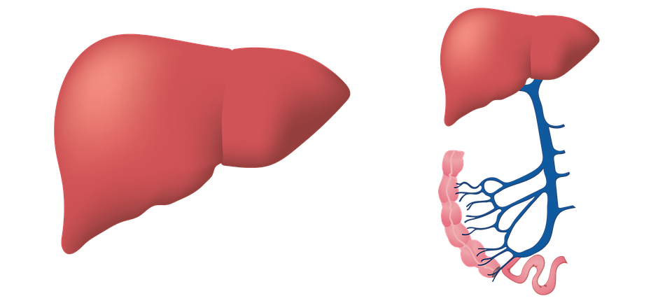 Traitement et dangers d’une infection du foie