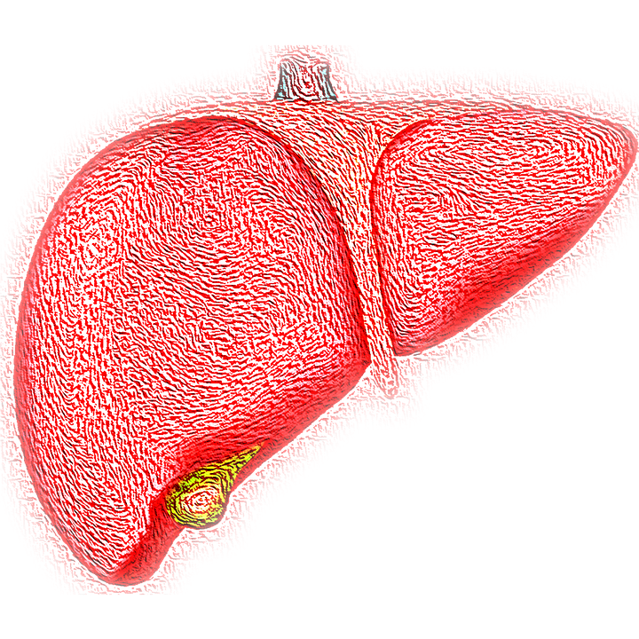 Le foie, les symptômes d’intoxication et quelques causes